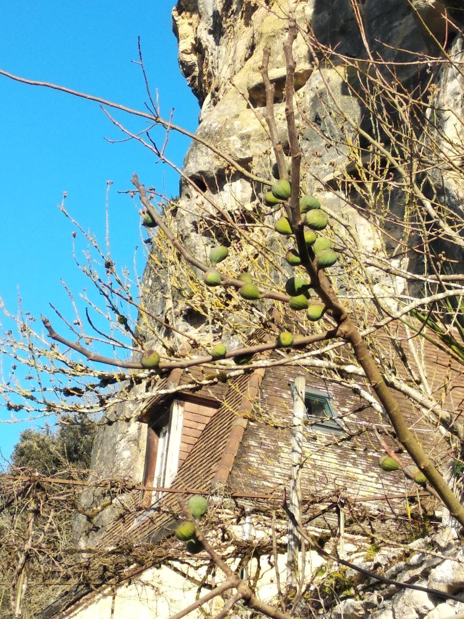 Maison Les Glycines Holiday home La Roque-Gageac